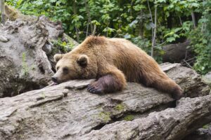 Lazy Bear