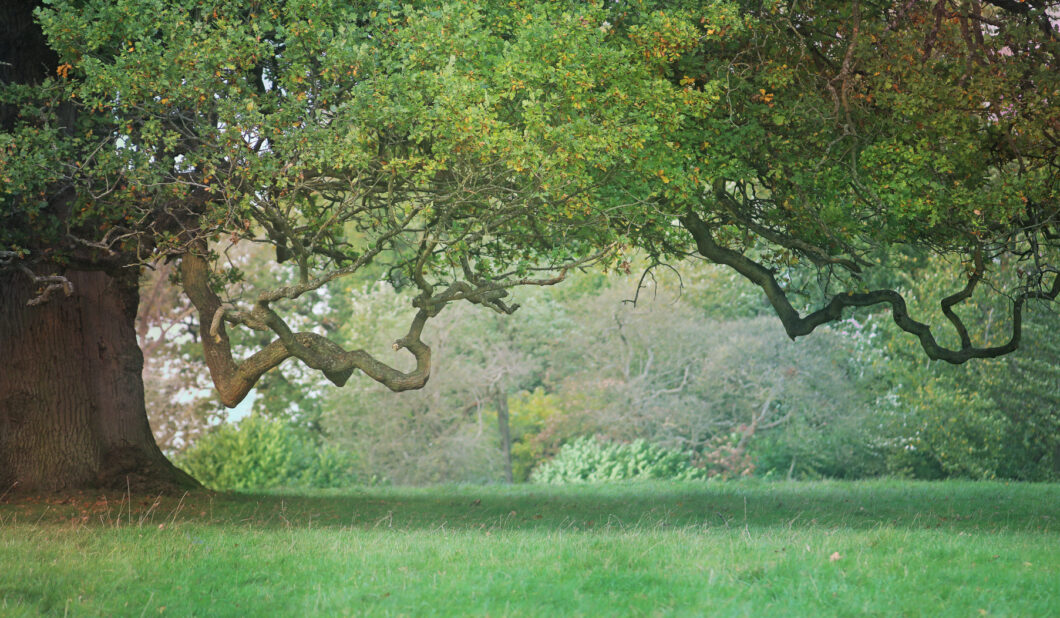 Old craggy oak tree with a wide spreading branch