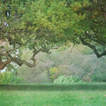 Old craggy oak tree with a wide spreading branch
